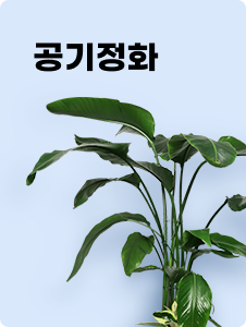 공기정화